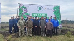 Белгородцы запланировали высадить более полумиллиона сеянцев в рамках акции «Сад памяти»